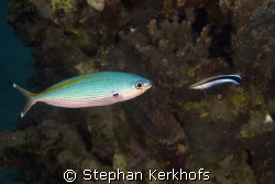 fusilier and cleaner wrasse head to head taken in Na'ama ... by Stephan Kerkhofs 